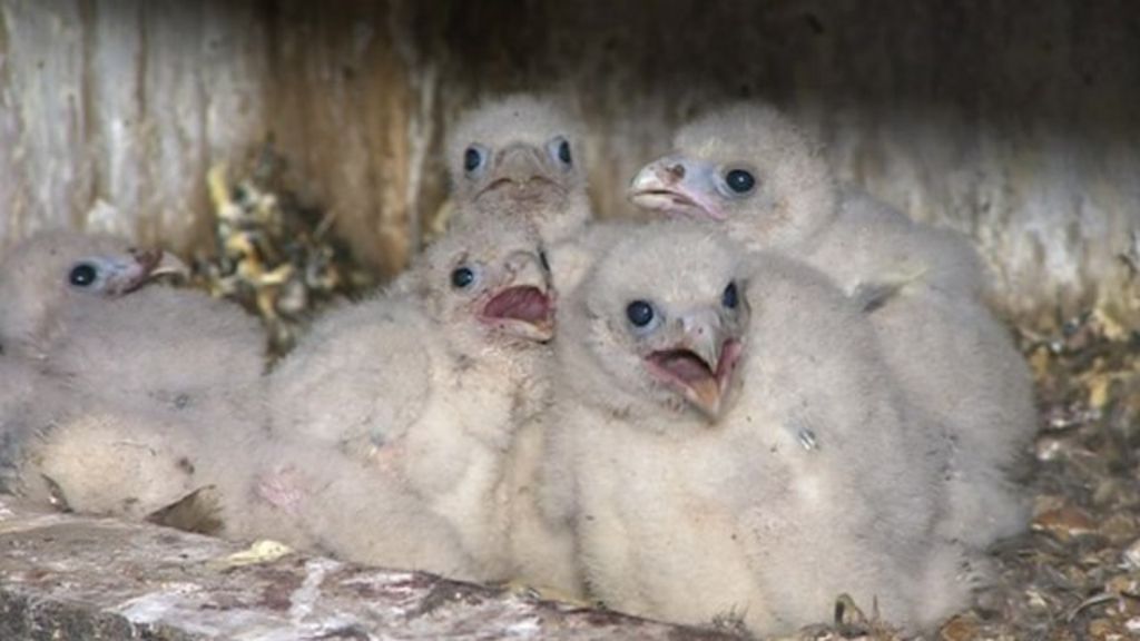 Peregrine Falcon Chicks Recorded In Hampshire Bbc News
