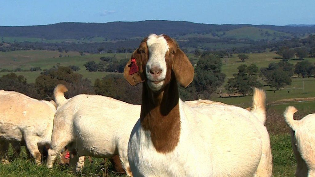 Australia herds profits from feral goat meat BBC News