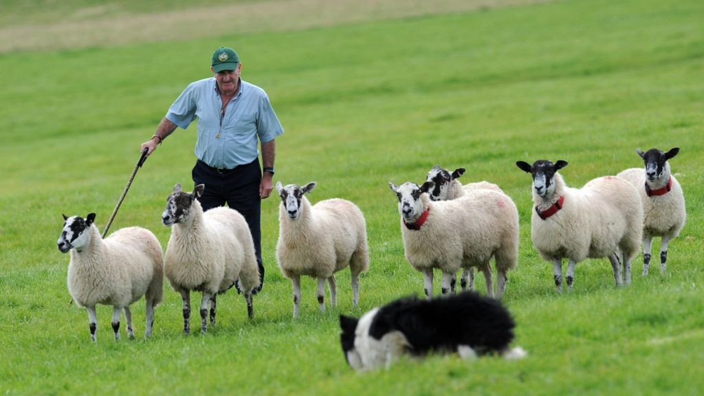 how-to-herd-sheep-or-build-a-bridge-and-call-it-a-holiday-bbc-news