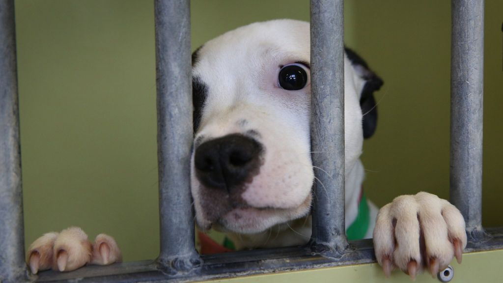 PetMatch Battersea Dogs criticises 'pet replacement' app