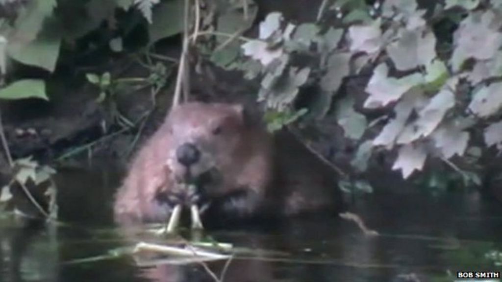 Wild beavers 'destroying flood defences' in Tayside BBC News