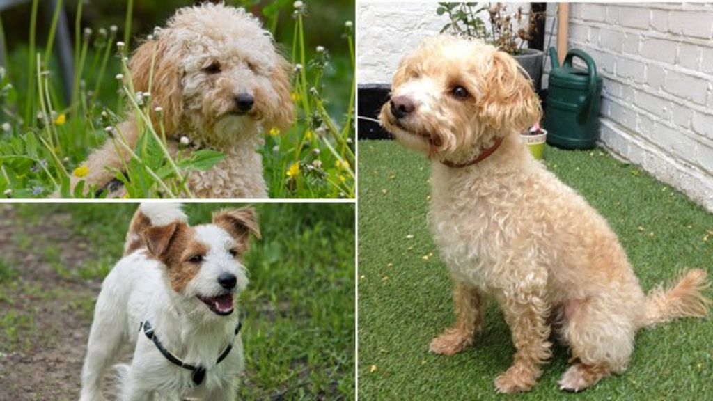 The Strange Profusion Of Portmanteau Dog Names c News