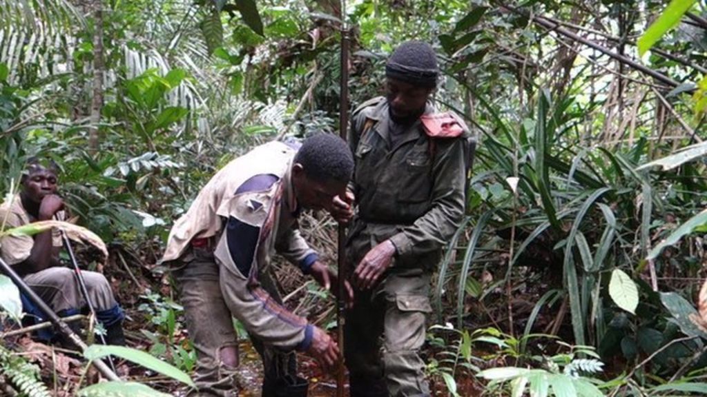 Colossal peat bog discovered in Congo BBC News
