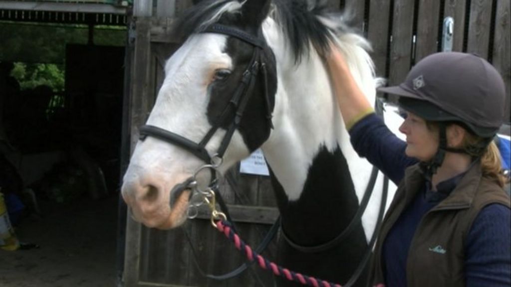 Thousands raised buys therapy horse for disabled BBC News