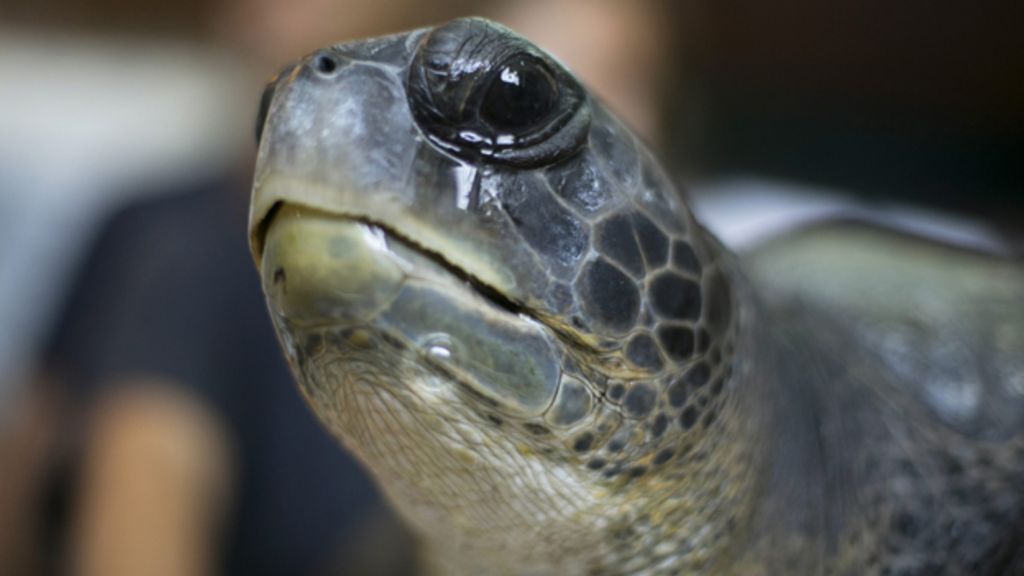 The sea turtle with fighter-jet fins... and four other stories - BBC News