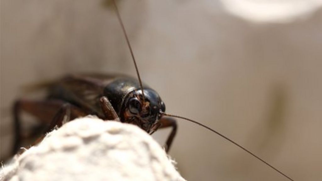 Crickets in two places fall silent to survive BBC News