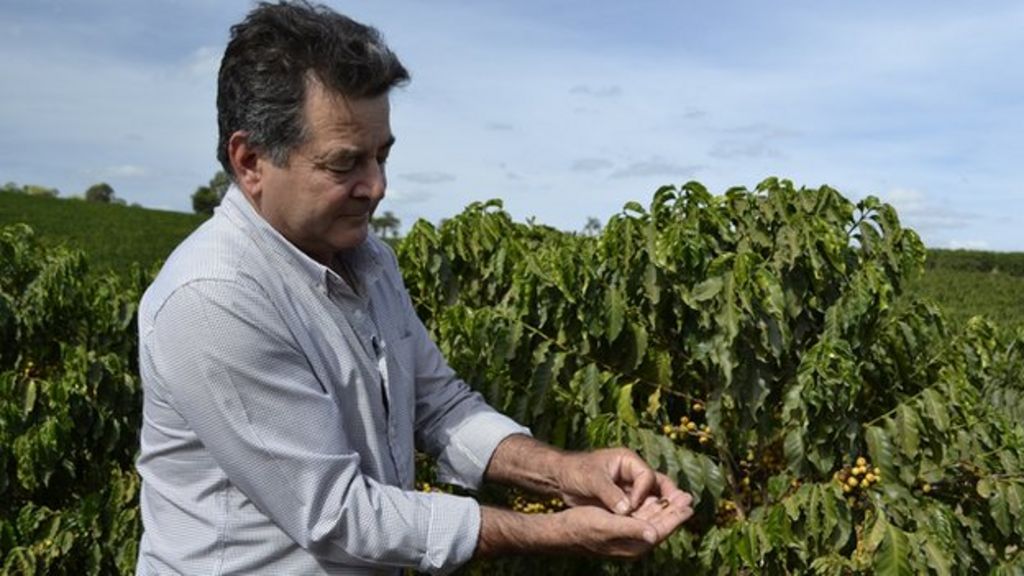 Drought hits Brazil's coffee industry BBC News
