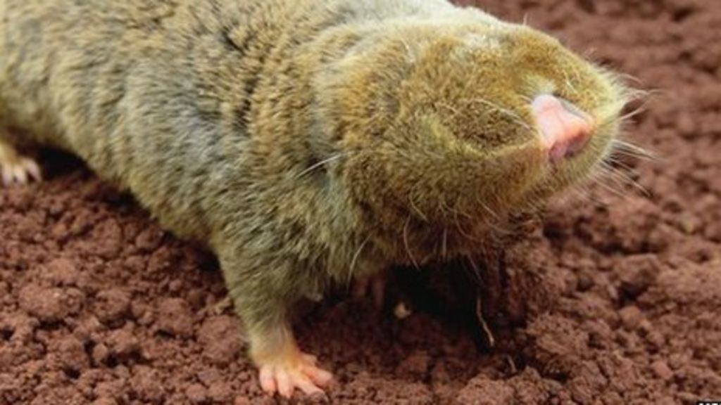 Cancer Resistant Blind Mole Rat Gets Genome Sequence Bbc News