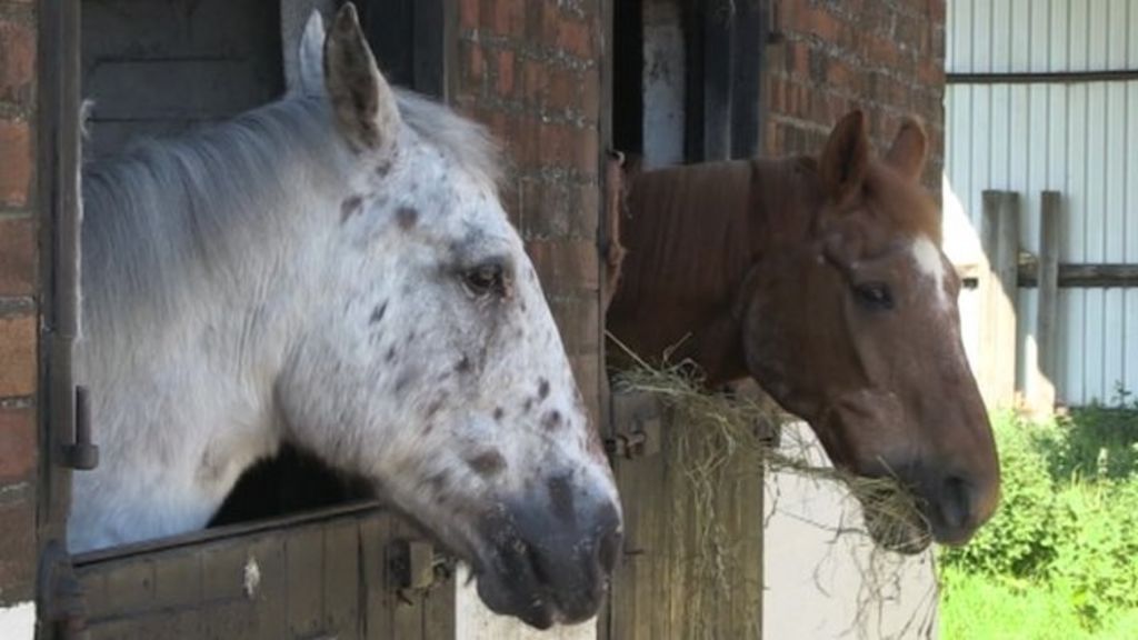 great-yarmouth-blind-pony-helped-by-bell-horse-bbc-news