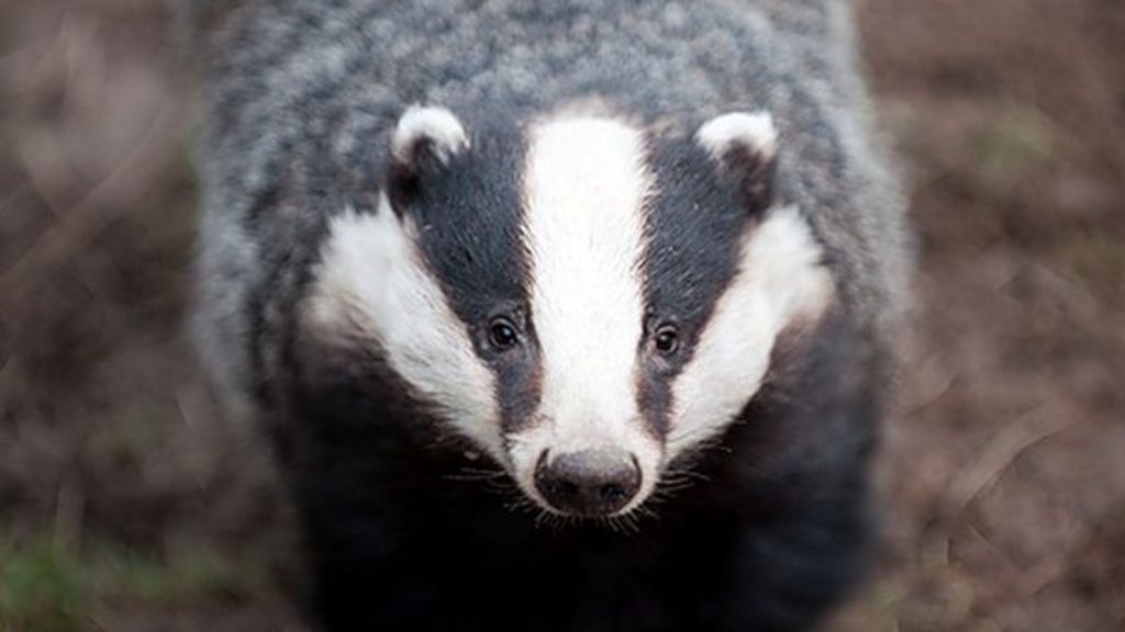 Small-scale Badger Culls May Boost Spread Of Cattle TB - BBC News