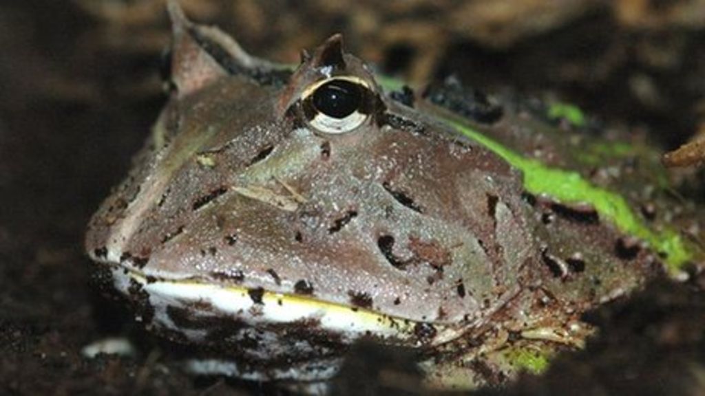 Frog's tongue 'can lift three times own body weight' BBC News