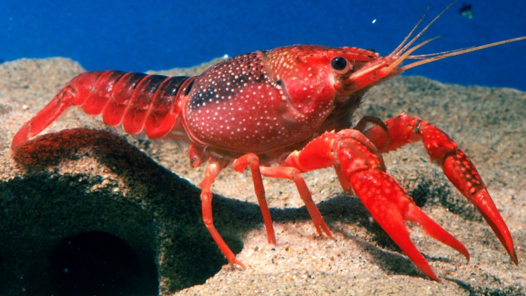 Crayfish may experience form of anxiety BBC News