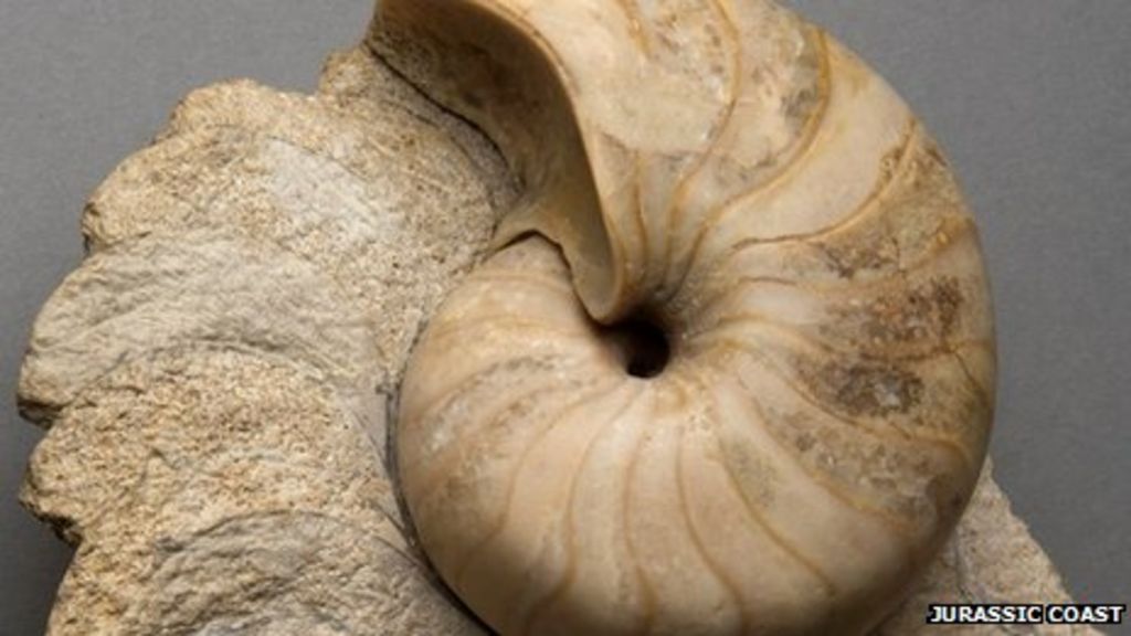 Jurassic Coast museum fossil finds go online BBC News