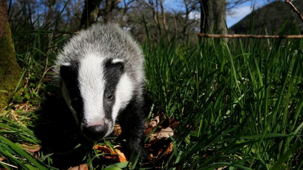 badgers-may-not-spread-tb-to-cattle-through-direct-contact-bbc-news