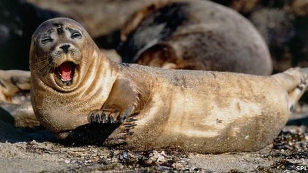 Protected sites proposed for seals in 194 Scottish locations BBC News