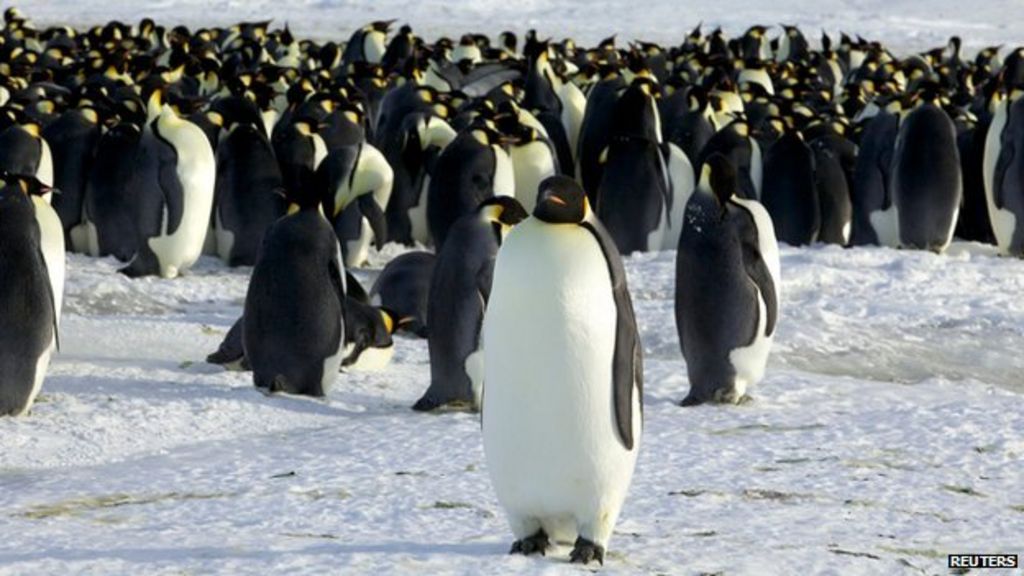 Warming threat to emperor penguins - BBC News