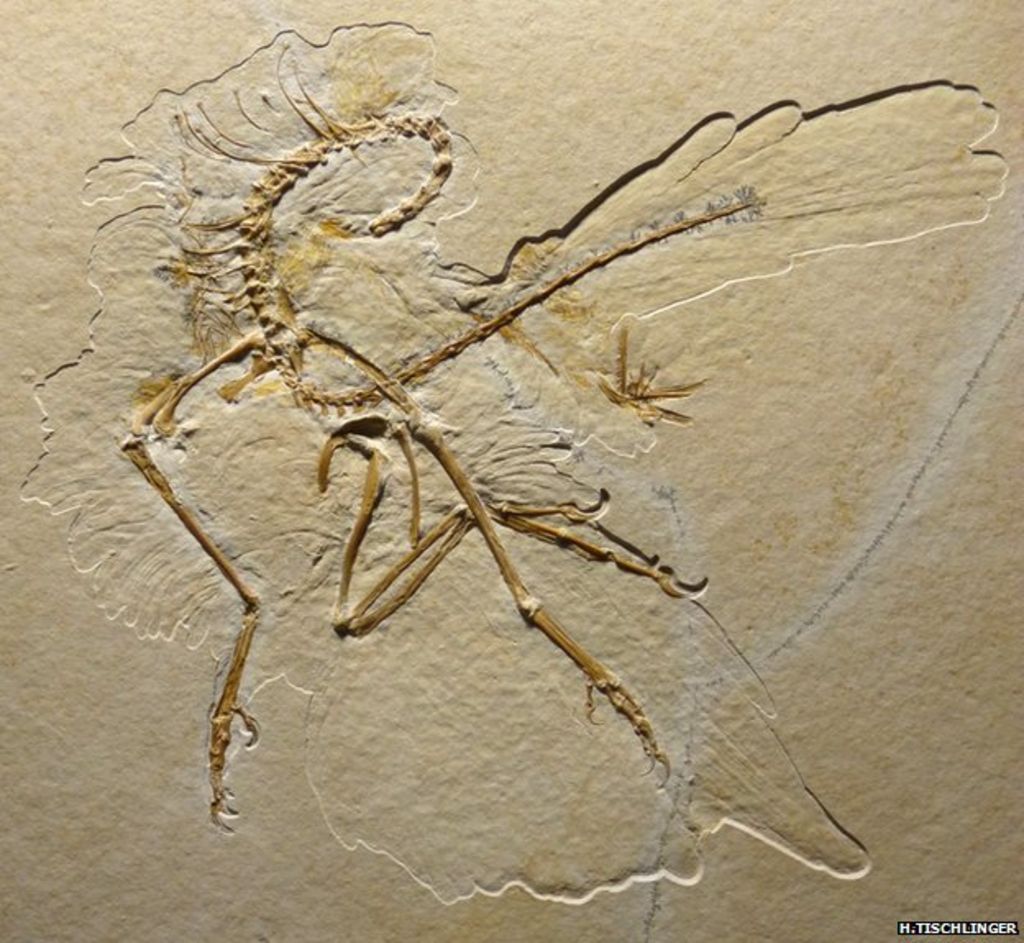 Early bird Archaeopteryx 'wore feather trousers' for display - BBC News