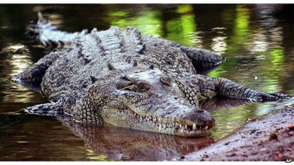 Australian Zookeeper Survives Crocodile Attack - BBC News