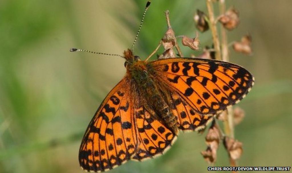 Rare butterflies have 'stronghold' at Marsland, Devon - BBC News