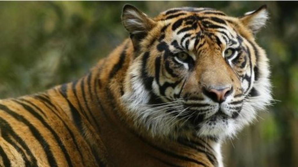 China 'admits' trading in tiger skins - BBC News