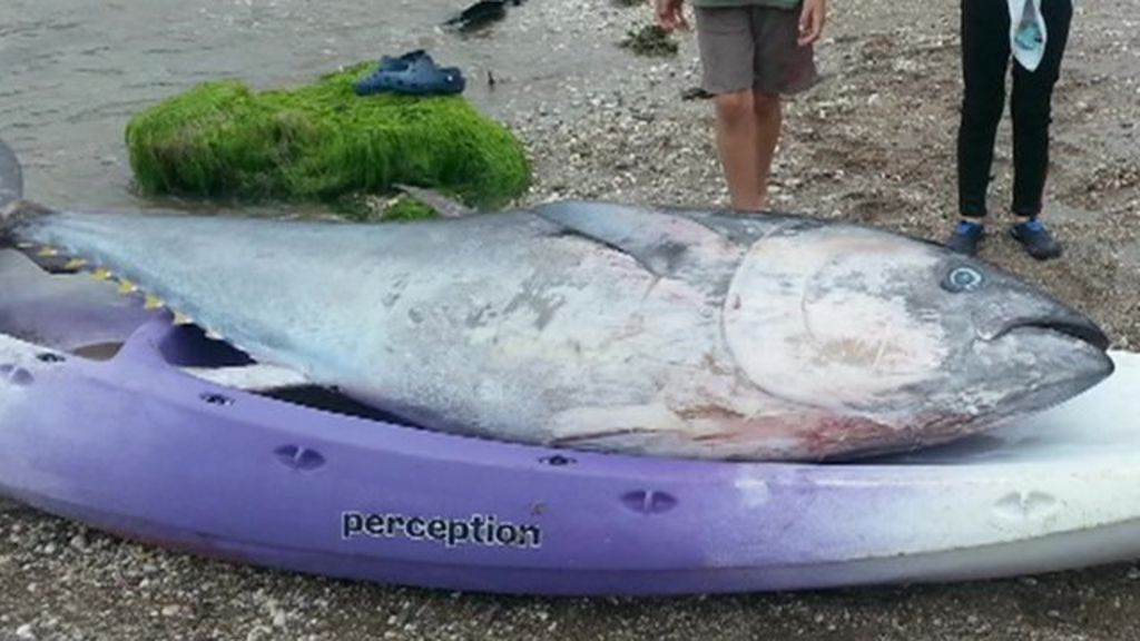 Kayakers haul bluefin tuna ashore in Cornwall BBC News