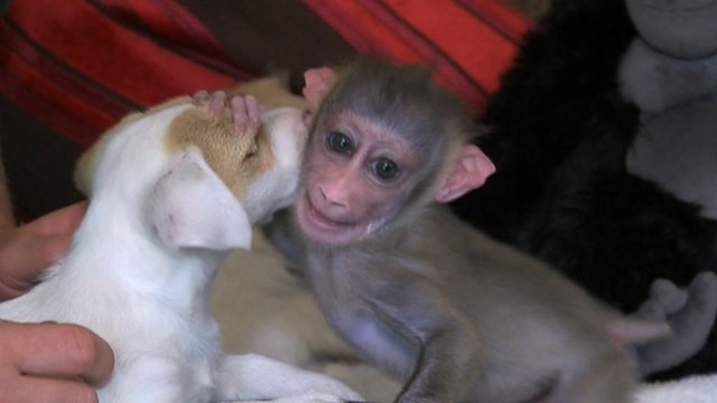 Baby monkey makes puppy friends - BBC News