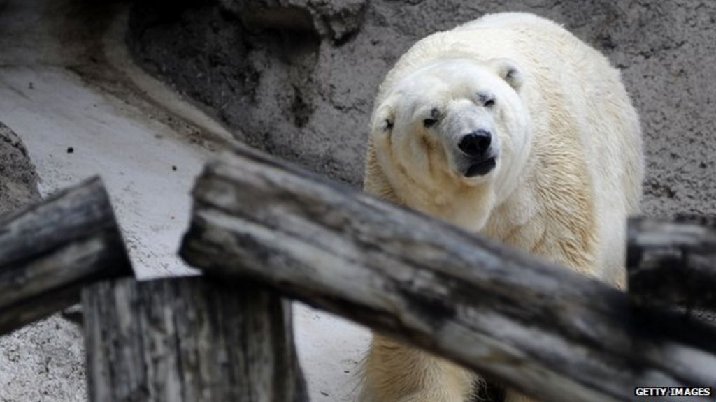 Petition to move 'sad' polar bear to Canada BBC News