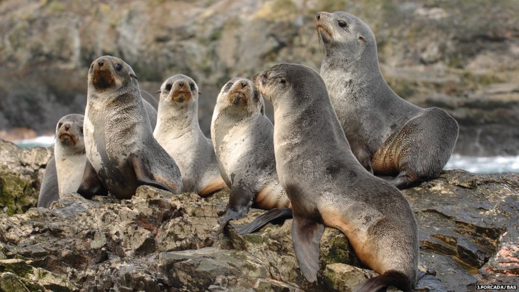 Antarctic Fur Seals Feel Climate Impacts Bbc News