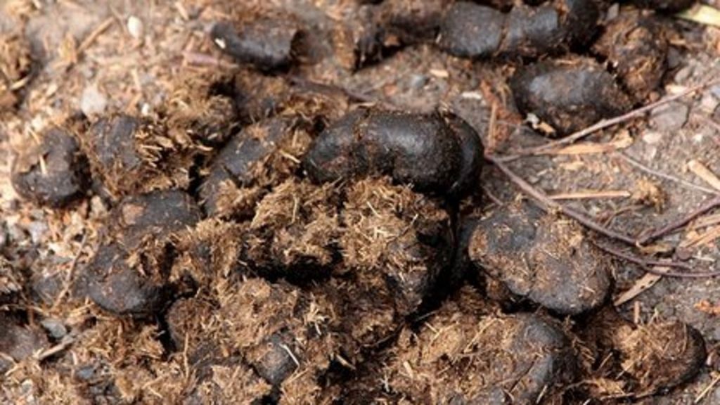 Tring 'poo' pong 'not human waste' - BBC News