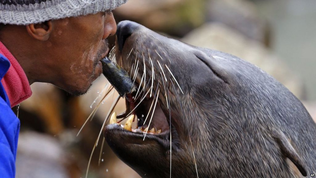 Africa In Pictures 25 31 July 2014 Bbc News