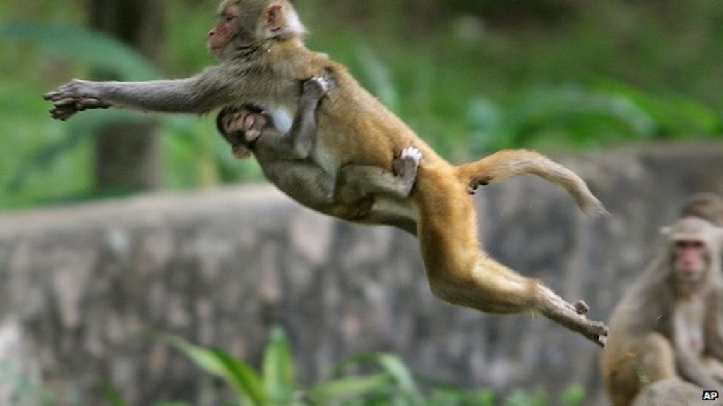 India employs 40 mimics to scare off parliament monkeys BBC News