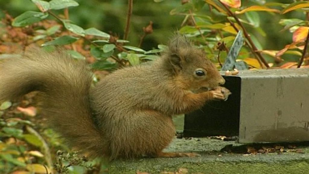 Red squirrel numbers 'on the rise' BBC News