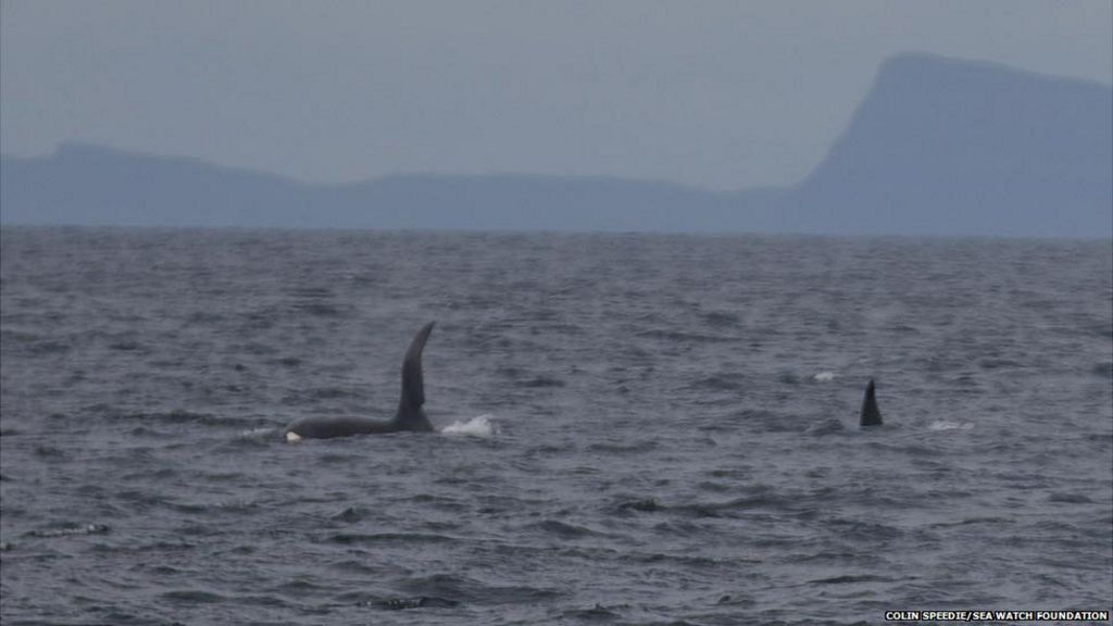 Whale watching Marine mammals photographed off Scotland BBC News