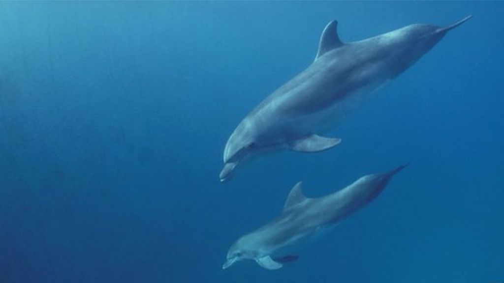 Dolphins squeal with delight - BBC News