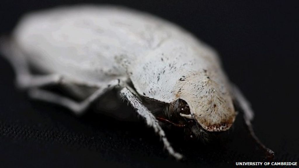 Beetle research paper 08 image