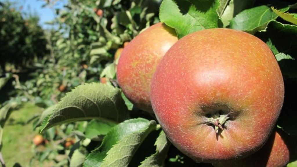Russia sanctions Poland's apple growers feel the squeeze BBC News