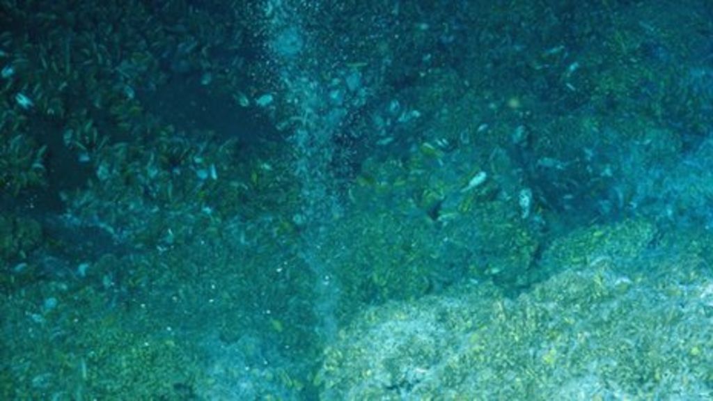 'Widespread methane leakage' from ocean floor off US coast BBC News