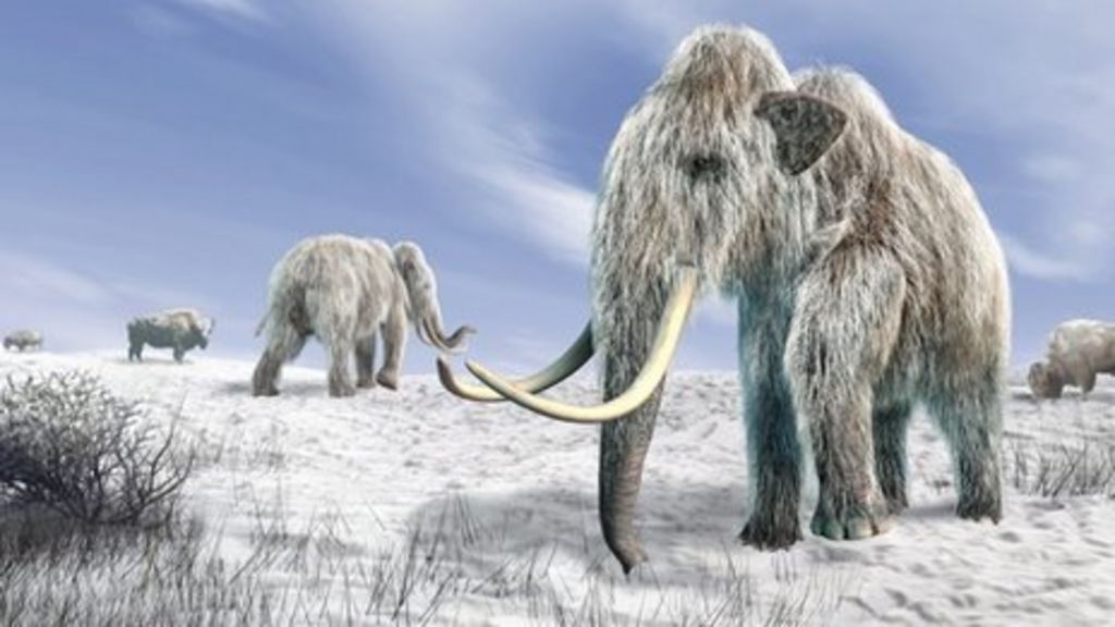 Frozen baby woolly mammoth in Manchester Museum exhibition BBC News
