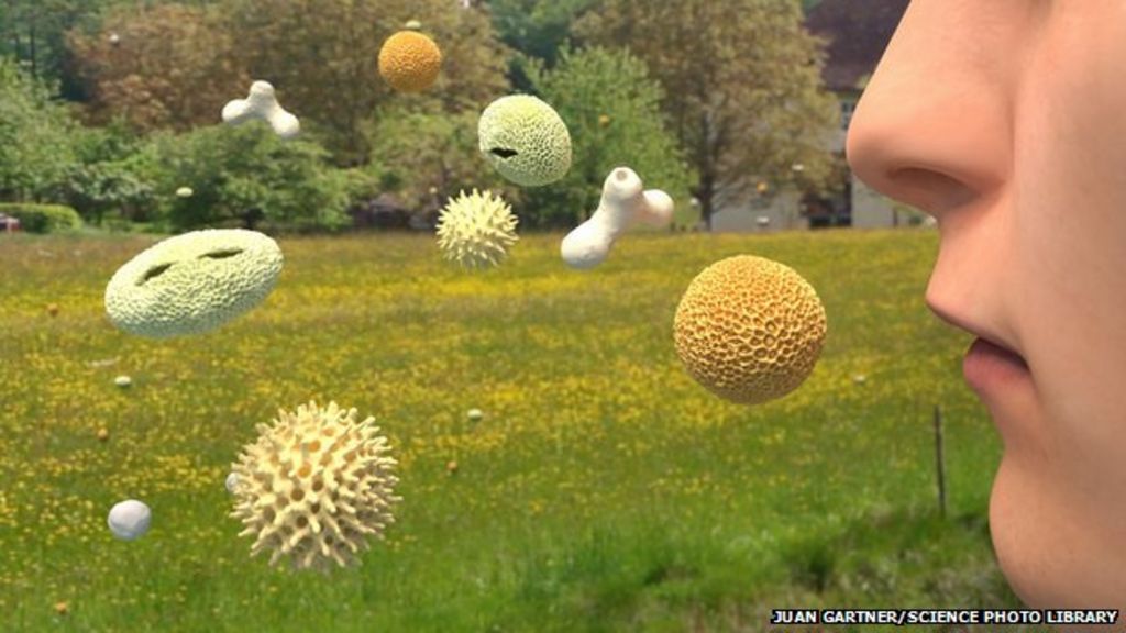 Scientists sniffing out the Western allergy epidemic BBC News