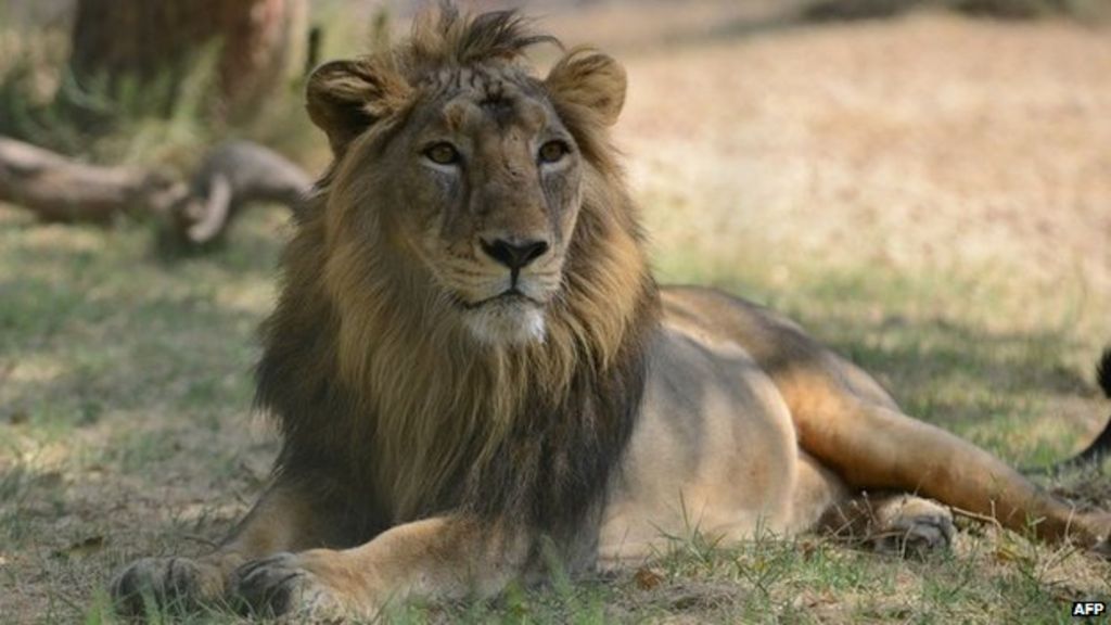 Why dozens of India's Asiatic lions are dying - BBC News