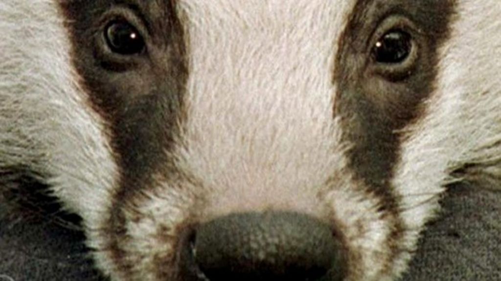 badger-vaccination-scheme-under-way-outside-bovine-tb-high-risk-areas