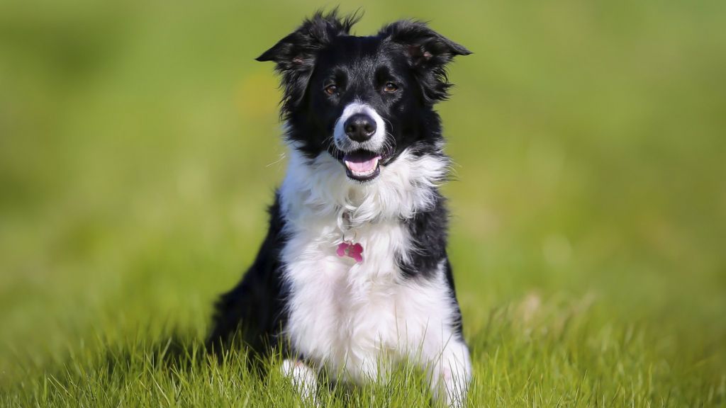 'Sheepdog Olympics' taking place in Tain - BBC News