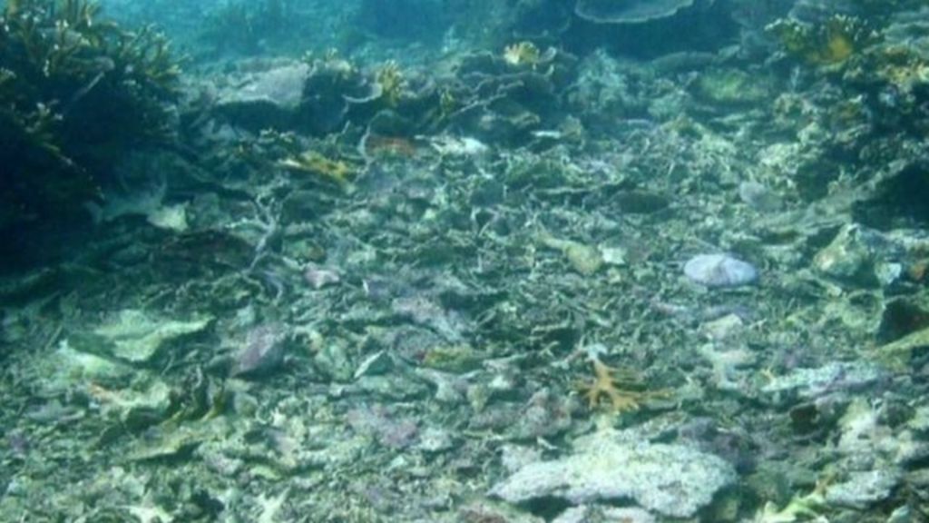 Blast fishing destroying Tanzania's marine habitats - BBC News