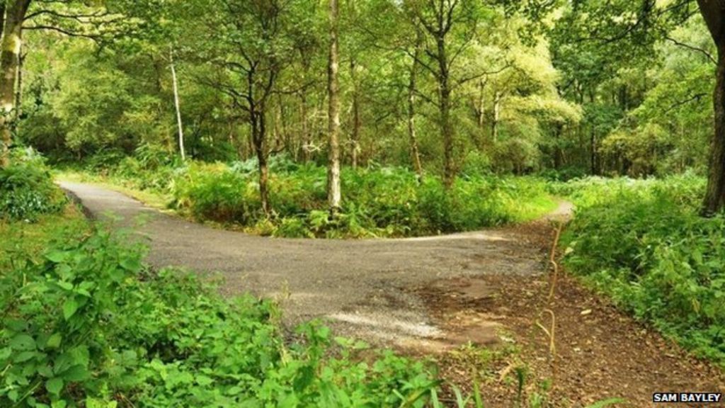 Trail opens up Holmwood Common for walkers and cyclists BBC News