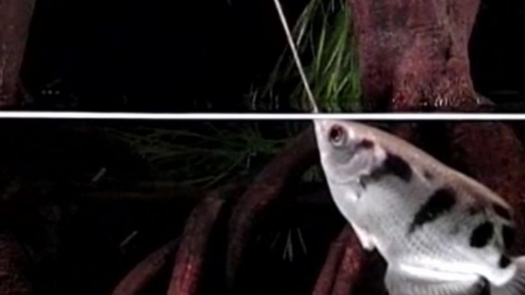 Spitting fish 'adjust for distance' when shooting BBC News