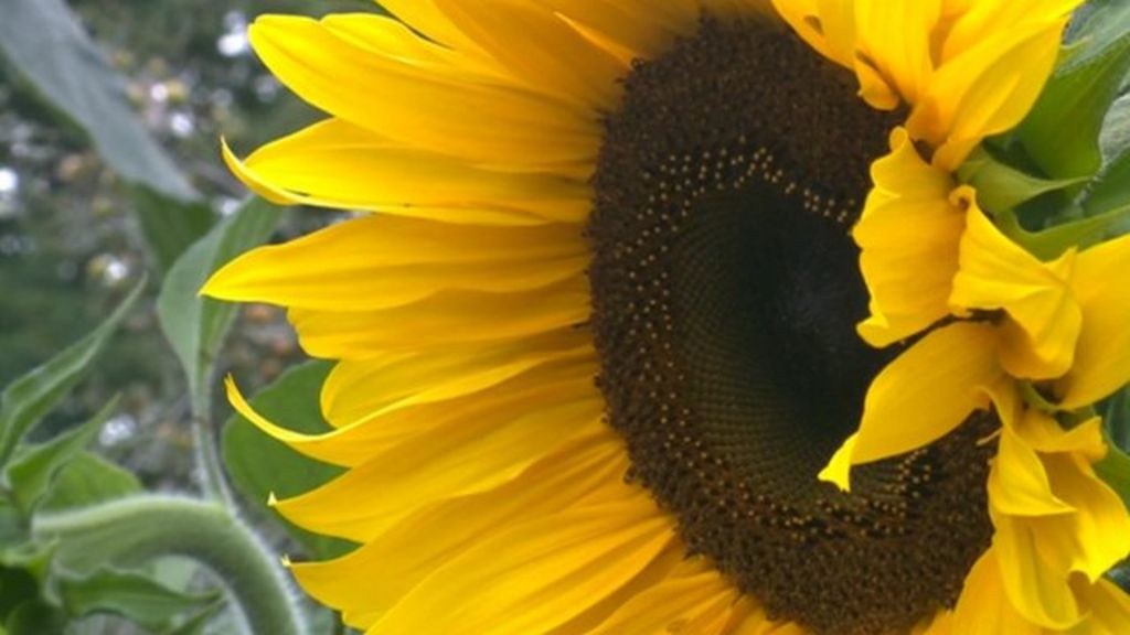 New giant sunflower variety grown in Hampshire - BBC News