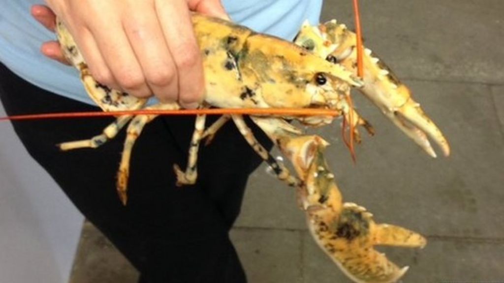 Albino lobster on display in Southend is 'one in a million' BBC News