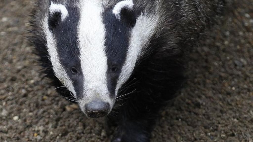 Badger на русском. Барсук на черном фоне аватарка. badger перевод. барсук перевод. badger перевод на русский.