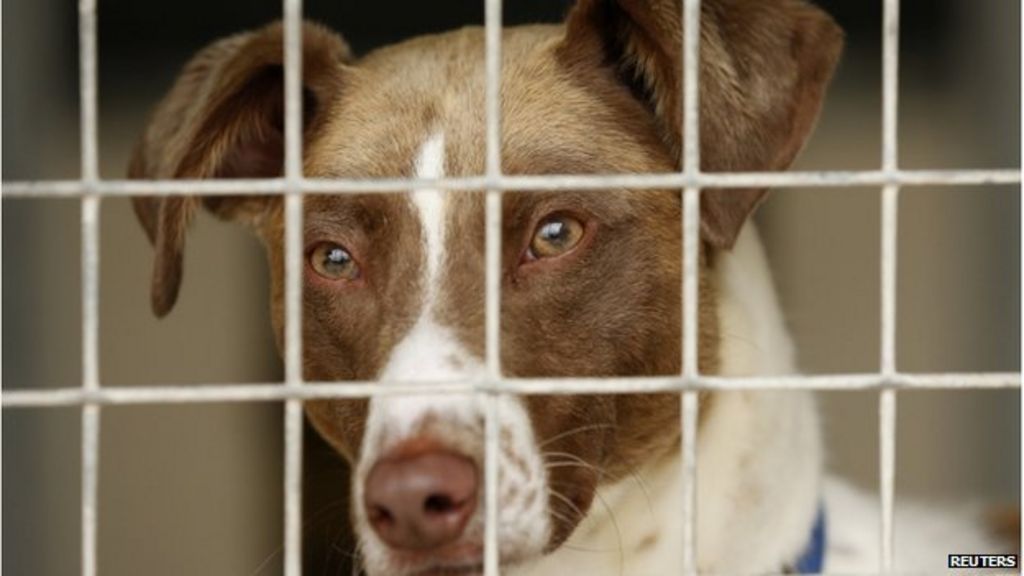 Manchester Dogs Home: Why is the fundraising so successful? - BBC News