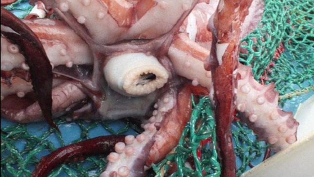 Rare Colossal Squid Thawed For Examination In New Zealand Bbc News 2661